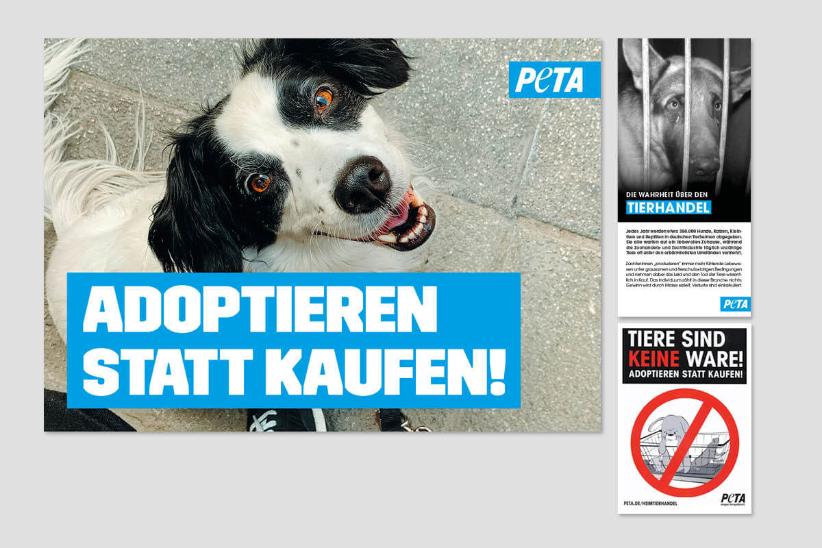 Tierhandel: Adoptieren statt kaufen