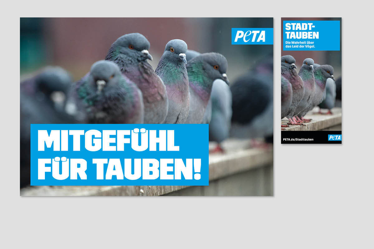 Tauben